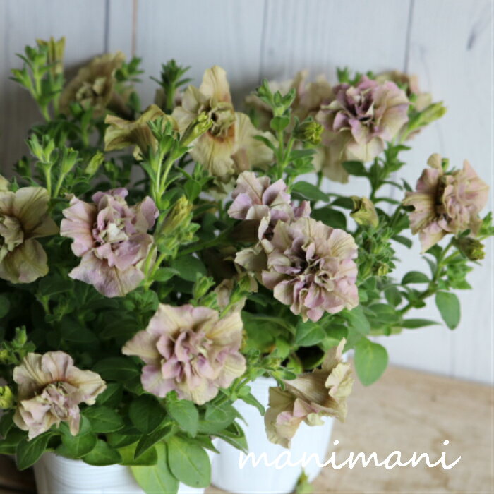 八重咲きペチュニア　ジュリエット「イエローベージュ」3.5寸ポット苗　寄せ植え　リース　花壇　ハンギングのサムネイル