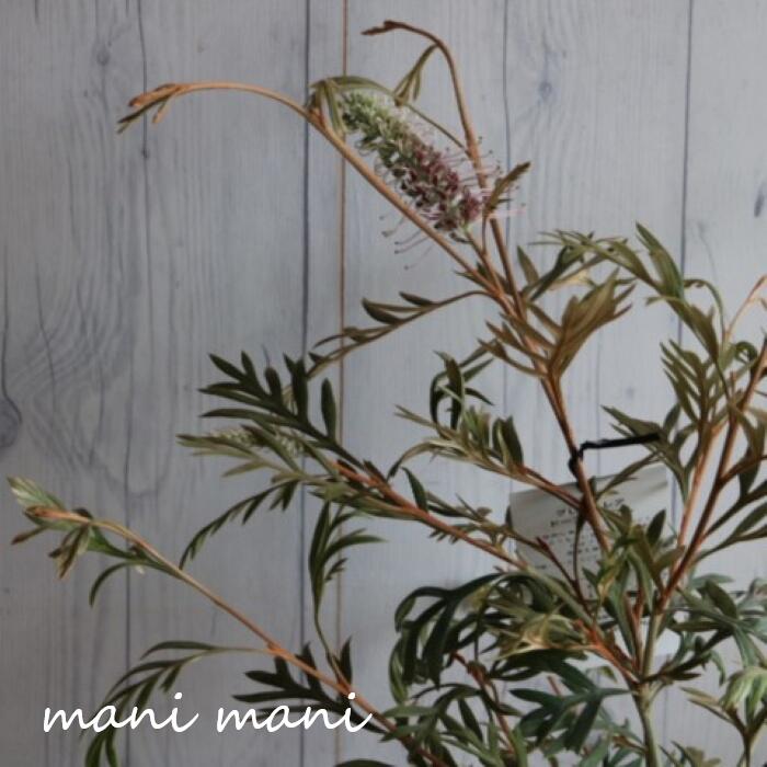 グレビレア「ドーンパープル」 5号 鉢底から約65~75cm ネイティブプランツ 庭植え 鉢植え 鉢花 半耐寒性常緑低木 庭木 耐暑性あり