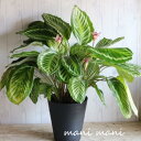 【観葉植物】カラテア ロゼオピクタ 「イラストリス」8号特大鉢 鉢底より75cm 観葉植物 希少 室内インテリア インテリアグリーン プレゼント