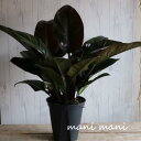 【観葉植物】フィロデンドロン 「インペリアルレッド」8号特大鉢 鉢底より80cm 観葉植物 希少 室内インテリア プレゼント