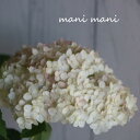 【新品種】紫陽花アナベル「マニフィーク」5号鉢 開花株 花苗 紫陽花 ガーデニング 庭植 花壇 プレゼント