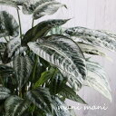 【観葉植物】スキスマトグロッティス「ハイナエンシス」8号特大鉢 鉢底より68cm 観葉植物 希少 室内インテリア プレゼント
