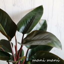【観葉植物】フィロデンドロン 「コジョコンゴ」8号特大鉢 鉢底より80cm 観葉植物 希少 室内インテリア プレゼント