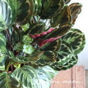 【観葉植物】カラテア 「メダリオン」8号特大鉢 鉢底より約85cm 観葉植物 希少 室内インテリア プレゼント