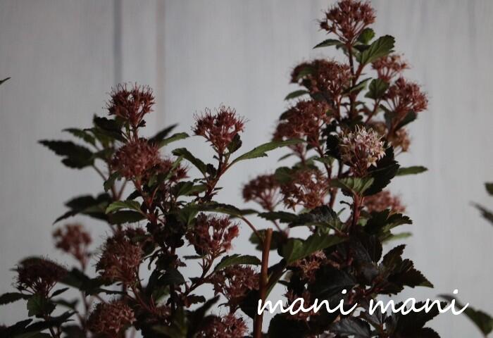 ����ꥫ�ƥޥꥷ��ĥ��֥�ȥ른�硼������3.5�����󥰥ݥå��ġ���������ȭ�������ġ������ǥ˥󥰡����� ����