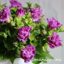 【最新品種】八重咲きトレニア セレスティア「ローズ」3.5寸ポット苗 寄せ植え 庭植え 花苗 花壇 ガーデニング