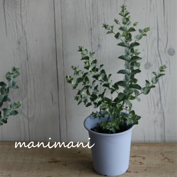 ユーカリ「アルビダ」4号鉢苗木苗花...