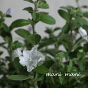 エボルブルス「サマースノー」3寸ポット苗 珍しい 花苗 寄せ植え 庭植え ガーデニング