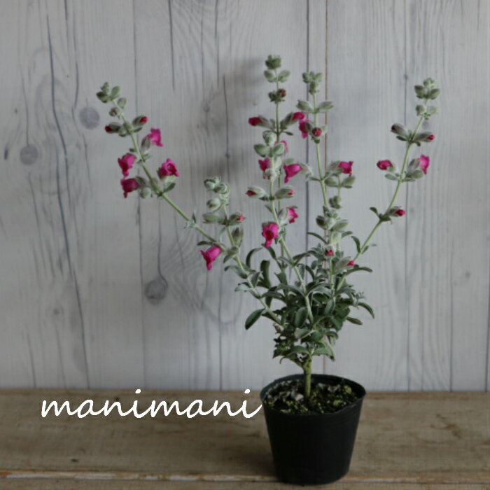 �ԥƥ����ǥ����֥ե����꡼�ԥ󥯡�3����3.5���ݥå��ġ�����С��꡼�ա��󤻿��������š�����С��꡼�ա��ԥ󥯲�