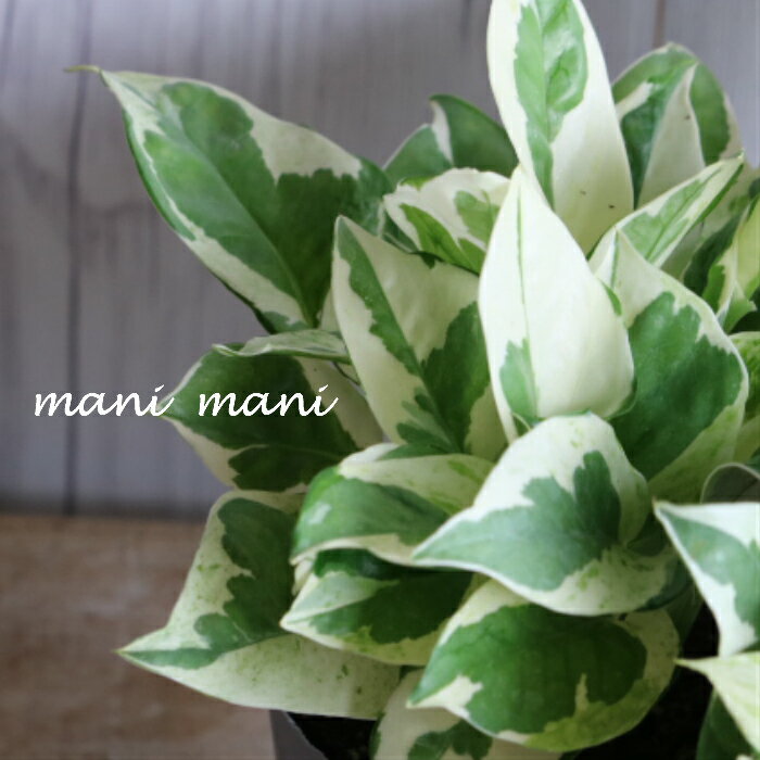 ポトス　「エンジョイ」3〜3.5寸ポット苗　苗　リーフ　寄せ植え　観葉植物