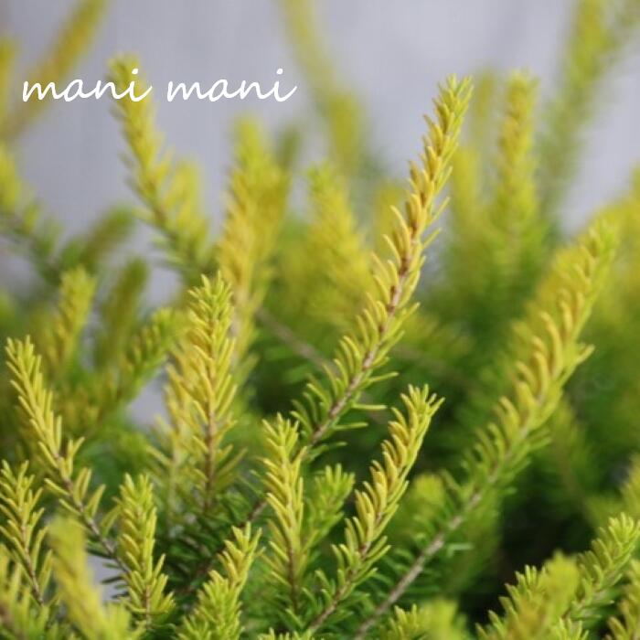 エリカ「バレリグリフィス」3寸ポット苗 寄せ植え 庭植え 花苗 花壇