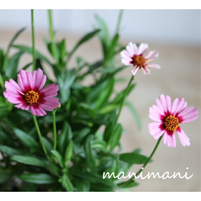 コレオプシス「ガーネット」3.5寸...