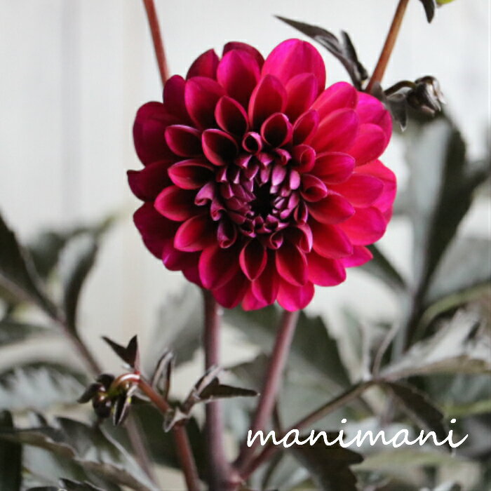 黒葉ダリア　レディダリア「アルナ」4寸硬質ポット苗 庭植え　鉢植え　花苗　花壇　寄せ植え