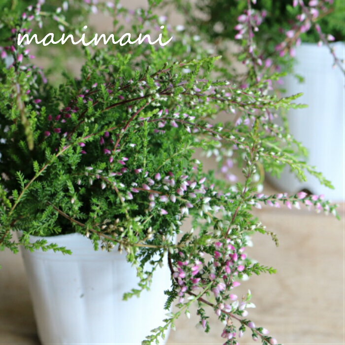 【最新品種】カルーナ ブルガリス「ウィーピングカルーナ 」しだれ咲き 2.5～3寸ポット苗 寄せ植え　庭植え　花苗　花壇のサムネイル