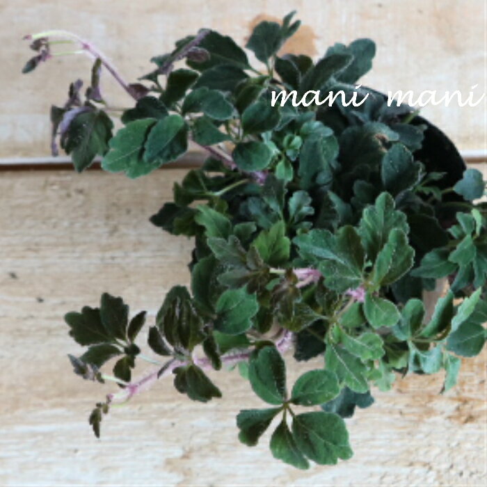 「ミカニア　デンタータ」2.5〜3寸ポット苗　寄せ植え　リース　花苗　リーフ　花壇