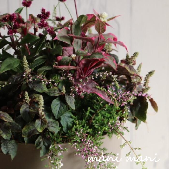 【寄せ植え】アルテルナンテラ秋の寄せ植え 6号プラ鉢 ギフト プレゼント アンティーク 宿根草 多年草 寄せ植え 花苗 シックのサムネイル