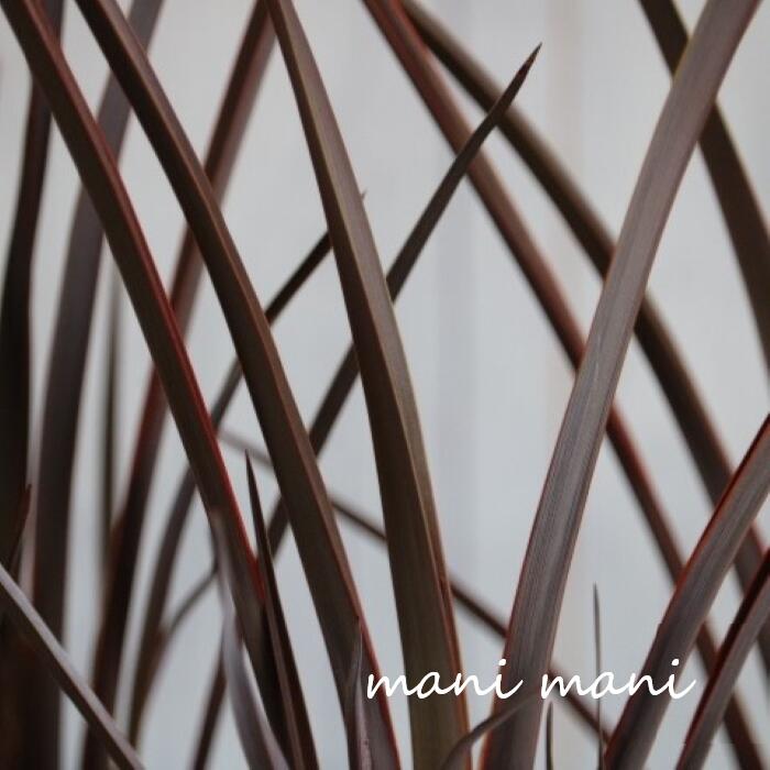 ニューサイラン「チョコレートクッキー」3寸ポット苗　花壇　寄せ植え　花苗　リーフ苗