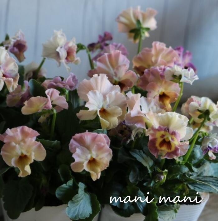 【最新品種】花日和オリジナル フリルパンジー 「ペルクレア」3寸ロング～3.5寸ポット苗 花苗　寄せ植え　リース　花壇　パンジーのサムネイル