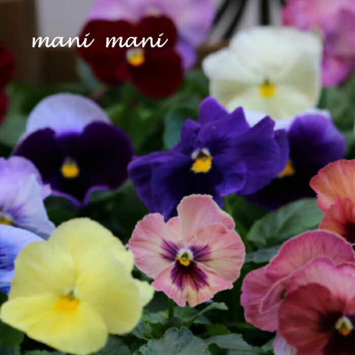 【オススメ】「 パンジー24ポットセット」3寸ポット苗 おまかせ ガーデニング 寄せ植え 庭植え 新鮮苗 ..