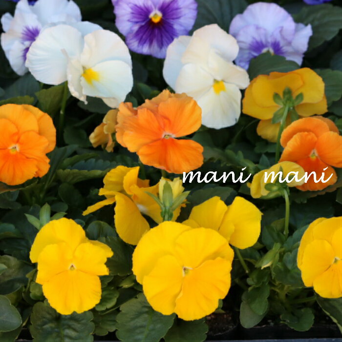 �ڥ�������ۡ� �ѥ󥸡�24�ݥåȥ��åȡ�3���ݥå��� ���ޤ��� �����ǥ˥� �󤻿��� ������ ������ �͵��ο������ĥ��å�