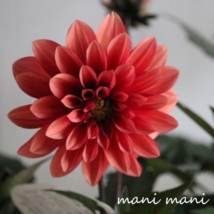 ダリア ラベラグランデ 「チョコレート アプリコット」4寸硬質ポット苗 庭植え　鉢植え　花苗　花壇　..