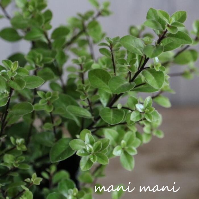 商品情報栽培方法日当たりと風通しの良いところで育てます。冬場の冷たい風に弱いので風当たりの強い場所は避けて下さい。乾燥に少し弱いので水切れに注意して下さい注意点◎植物は個体差があり成長もしていますので、商品画像と微妙に違う場合やお花が少ない...