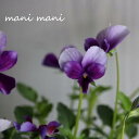 【オススメ】ゲブラさんのビオラ 「ミステリアスバニー」3.5寸ポット苗 希少 人気 花苗 寄せ植え リース ビオラ 超オススメ