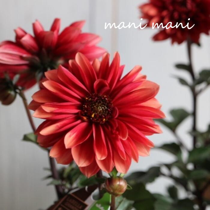 ダリア ラベラグランデ 「チョコレート アプリコット」3寸ロングポット苗 庭植え　鉢植え　花苗　花壇..