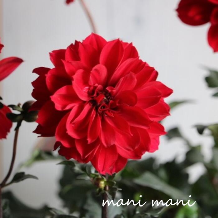 ダリア ラベラグランデ 「チョコレート レッド」3寸ロングポット苗 庭植え　鉢植え　花苗　花壇　寄せ..