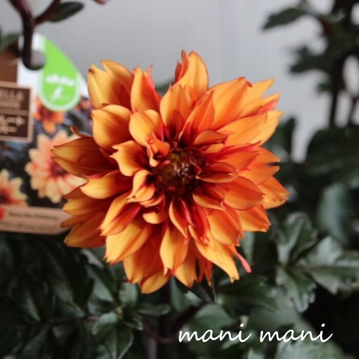 ダリア ラベラグランデ 「チョコレート アンバー」3寸ロングポット苗 庭植え　鉢植え　花苗　花壇　寄..