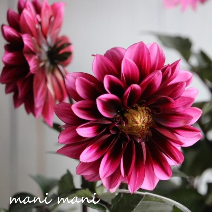 ダリア ラベラグランデ 「チョコレートローズ」3寸ロングポット苗 庭植え　鉢植え　花苗　花壇　寄せ植え