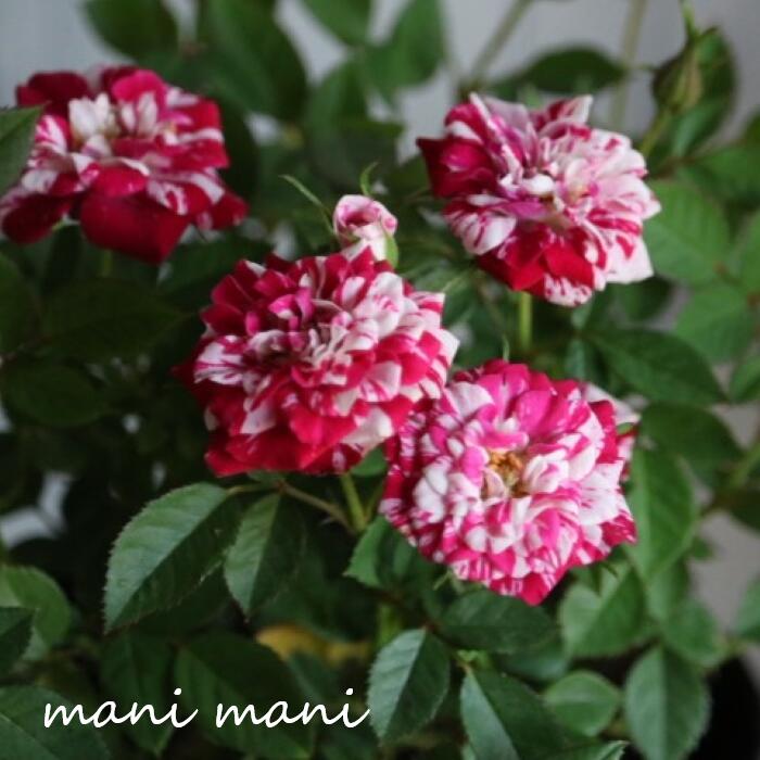 【最新品種】ミニバラ 「チェリータルト」3～3.5寸ポット苗 絞り 花苗 人気 ガーデニング 庭植えのサムネイル