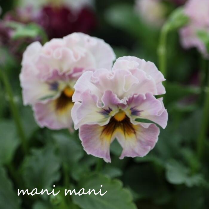 フリル咲きビオラ「ティアード」3～3.5寸ポット苗 2023年最新品種 花日和オリジナル　寄せ植え　花壇　..