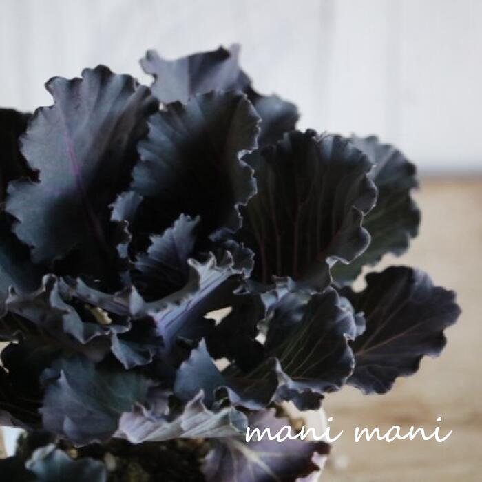 葉牡丹「ブリリアントブラック」2.5寸ポット苗　ゲブラナガトヨ シルバーリーフ　正月　寄せ植え　良株　花苗　ハボタンのサムネイル