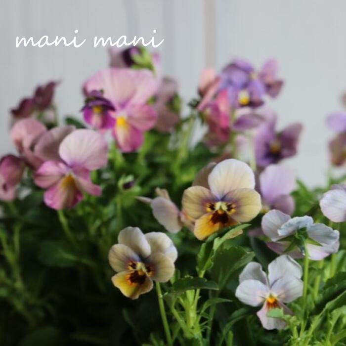 【オススメ】ゲブラさんのビオラ「グラデーション」3.5寸ポット苗 2株植え 花苗 寄せ植え リース ビオラ 超オススメのサムネイル