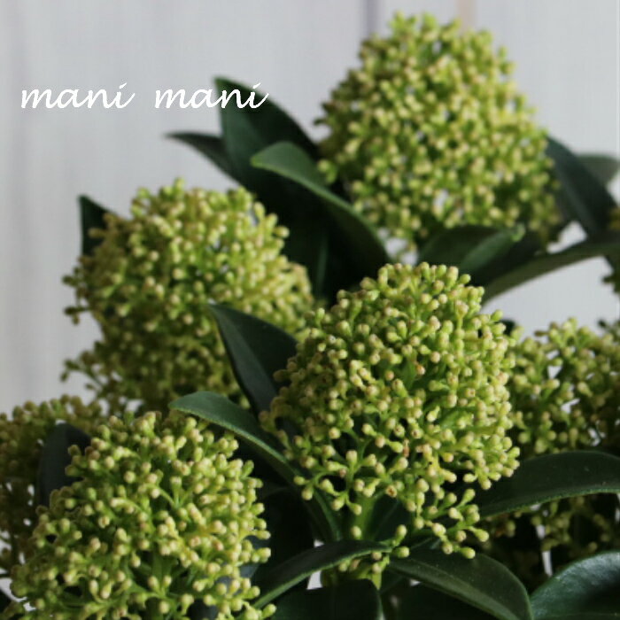 スキミア　「ホワイトドワーフ」3.5寸硬質ポット苗　人気　花苗　寄せ植え