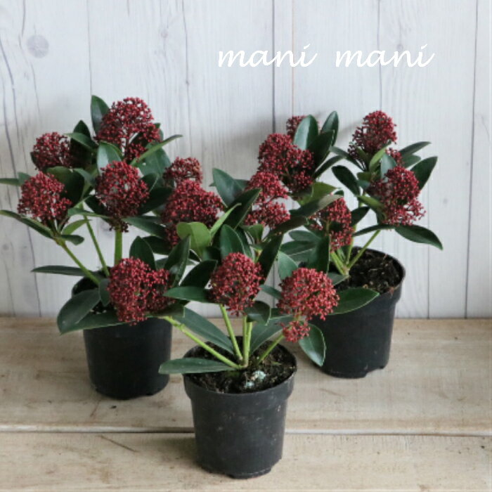 �����ߥ��֥�åɥɥ�ա�3.5���ż��ݥå��ġ��͵������ġ����ʼ�󤻿���