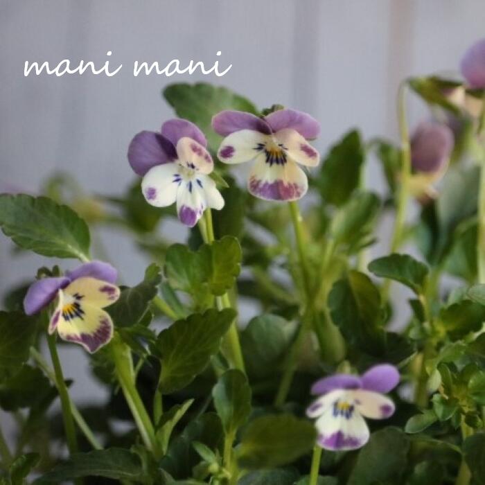 小輪ビオラ　ビオレッタ 「ブルーチーク」 3.5寸ポット苗 フラワーハーツ 花苗　寄せ植え　リース　花壇　ビオラのサムネイル