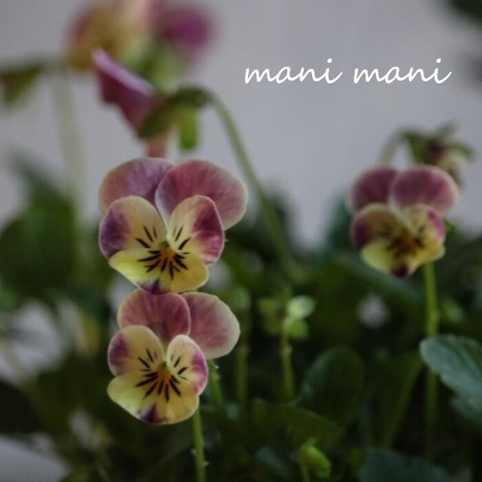 小輪ビオラ　ビオレッタ 「ドランクレモネード」 3.5寸ポット苗 フラワーハーツ 花苗　寄せ植え　リース　花壇　ビオラのサムネイル