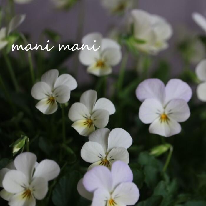 小輪ビオラ　ビオレッタ 「ハーミット」 3.5寸ポット苗 フラワーハーツ 花苗　寄せ植え　リース　花壇　ビオラのサムネイル