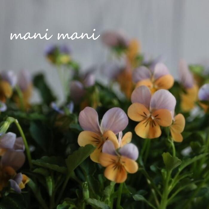 小輪ビオラ　ビオレッタ 「ソワレ」 3.5寸ポット苗 フラワーハーツ 花苗　寄せ植え　リース　花壇　ビオラのサムネイル