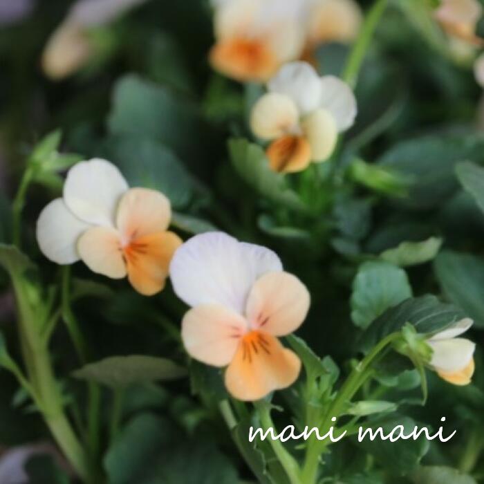 小輪ビオラ　ビオレッタ 「サンセットキッス」 3.5寸ポット苗 フラワーハーツ 花苗　寄せ植え　リース　花壇　ビオラのサムネイル