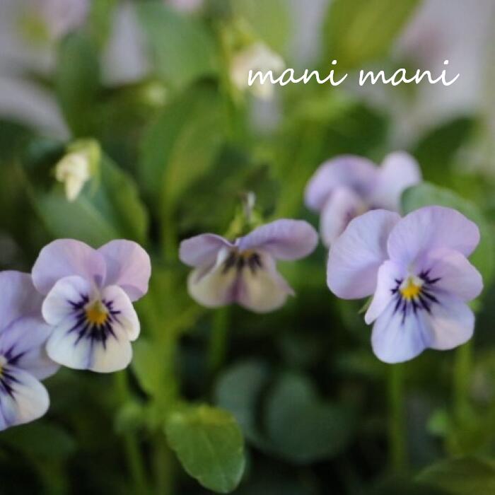 小輪ビオラ　ビオレッタ 「ミスティックブルー」3.5寸ポット苗 フラワーハーツ 花苗　寄せ植え　リース　花壇　ビオラのサムネイル