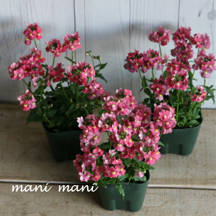 �ɺ��ͥ᥷���᡼�ƥ�֥������ԥ󥯡ץХ˥�ι�� 3.5���ݥå��� �� �Ť���� ���� ���֥�ʥ��ȥ� ¿ǯ�� �󤻿��� ȭ���� ���� �Ѵ��� ����β� �����ǥ˥�