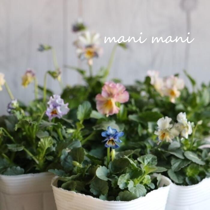 フリル咲きビオラ「恋みやび」3寸ポット苗　花日和オリジナル　寄せ植え　花壇　ハンギング　希少　人気　アンティークカラーのサムネイル