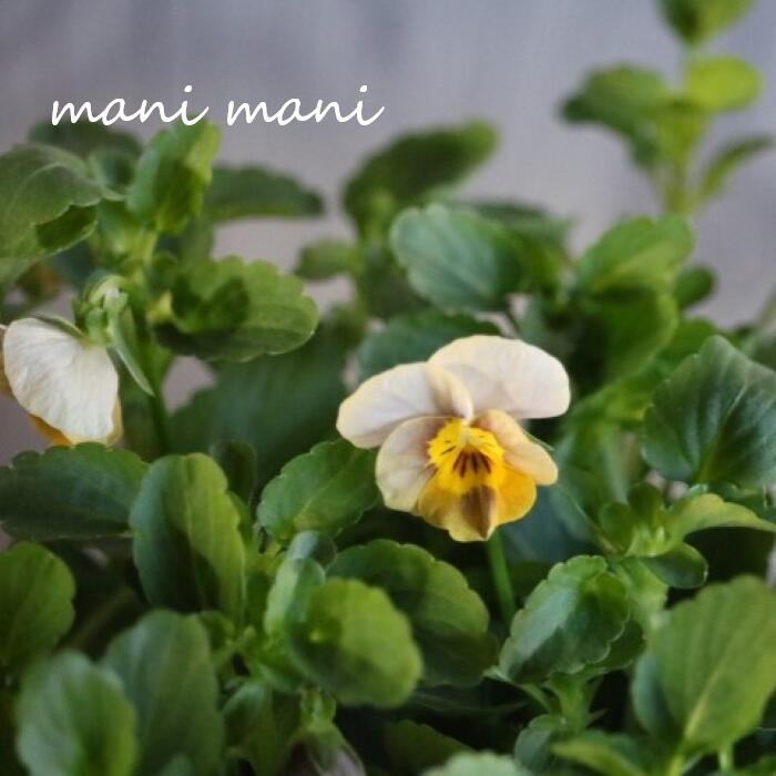 小輪ビオラ　ビオレッタ 「ペーパームーン」3.5寸ポット苗 フラワーハーツ 花苗　寄せ植え　リース　花壇　ビオラのサムネイル