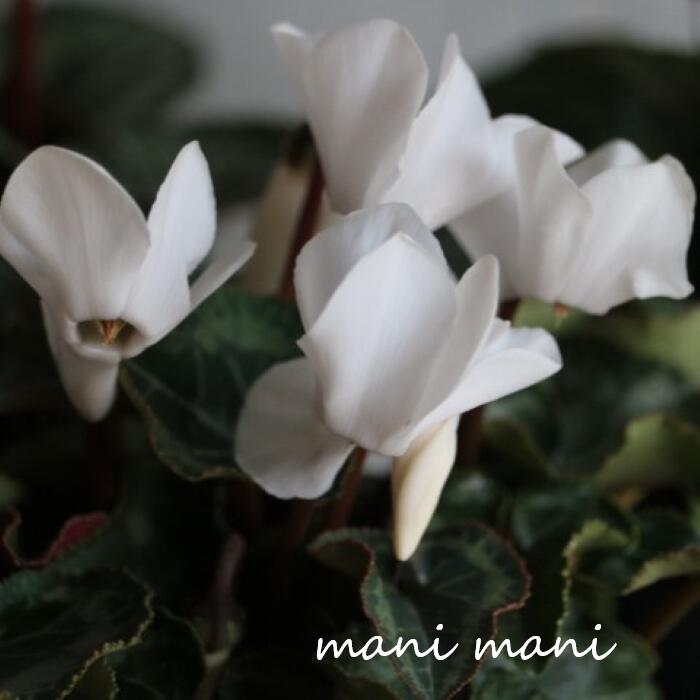 ガーデンミニシクラメン「ホワイト」3寸ポット苗 クリスマス 正月 寄せ植え ハンギング 花苗 ガーデニング