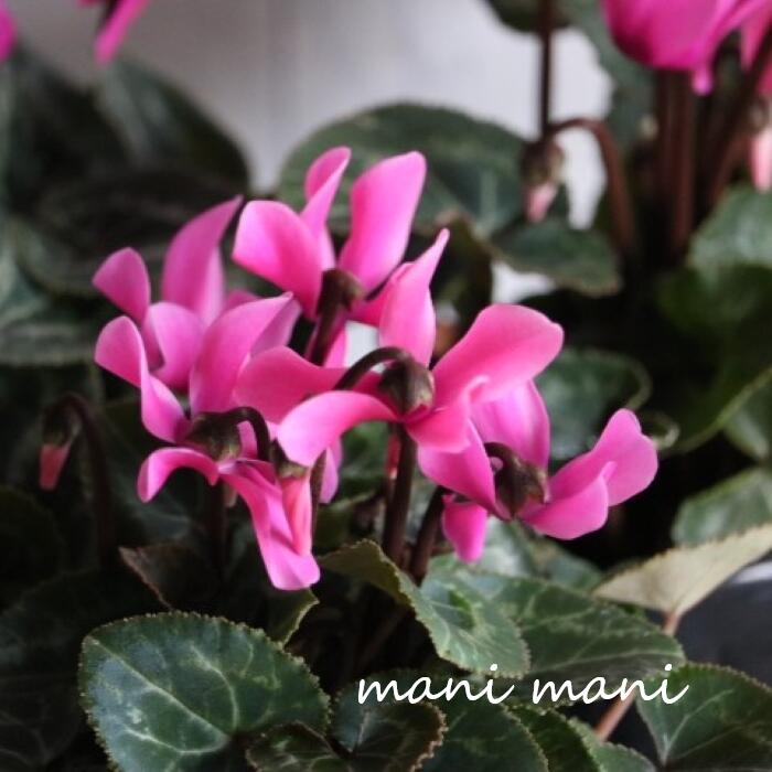 ガーデンミニシクラメン「ピンク」3寸ポット苗 クリスマス 正月 寄せ植え ハンギング 花苗 ガーデニング