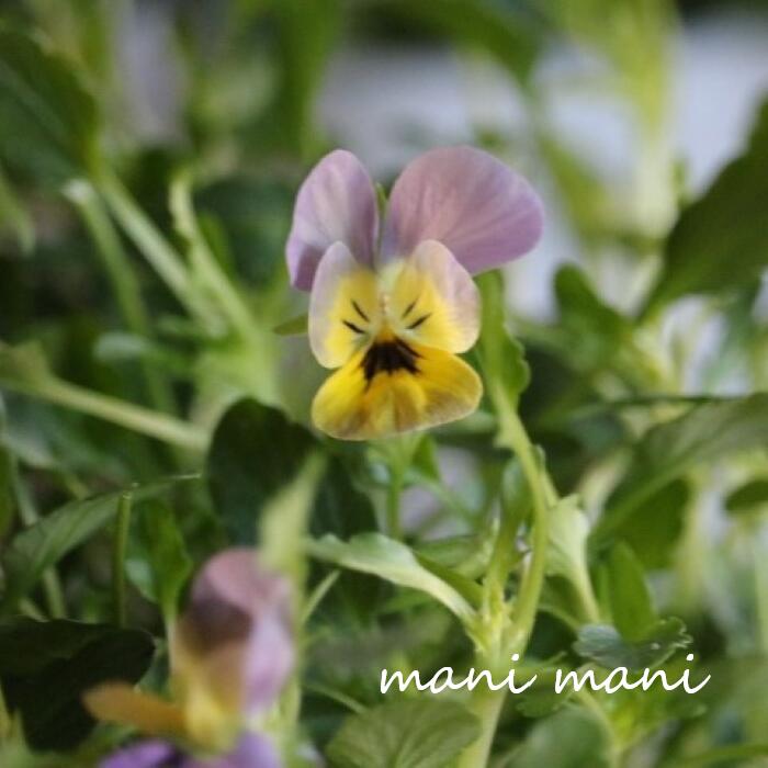 小輪ビオラ　ビオレッタ 「Vヴィーナス」 3.5寸ポット苗 フラワーハーツ 花苗　寄せ植え　リース　花壇　ビオラのサムネイル