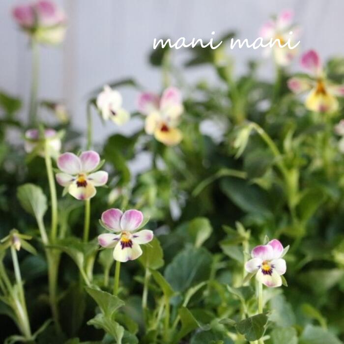 小輪ビオラ　ビオレッタ 「メリーモナーク」 3.5寸ポット苗 フラワーハーツ 花苗　寄せ植え　リース　花壇　ビオラのサムネイル